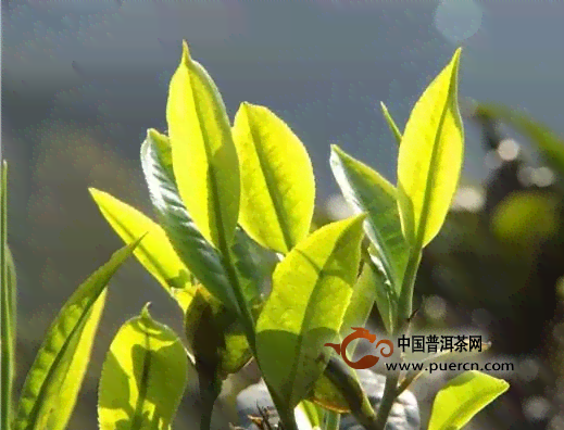 春茶普洱茶采摘时间表 - 普洱茶春茶的精确采摘时间表