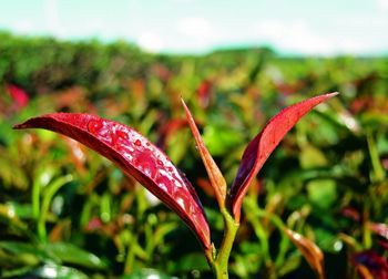 紫芽普洱茶的品质与级别分析：一种特别的茶叶品种探究