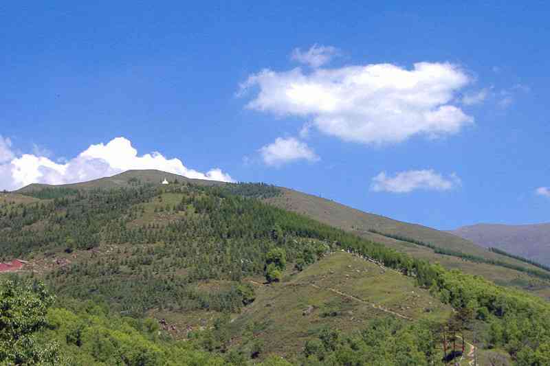 荒野古树普洱茶：香气与独特口感的解析