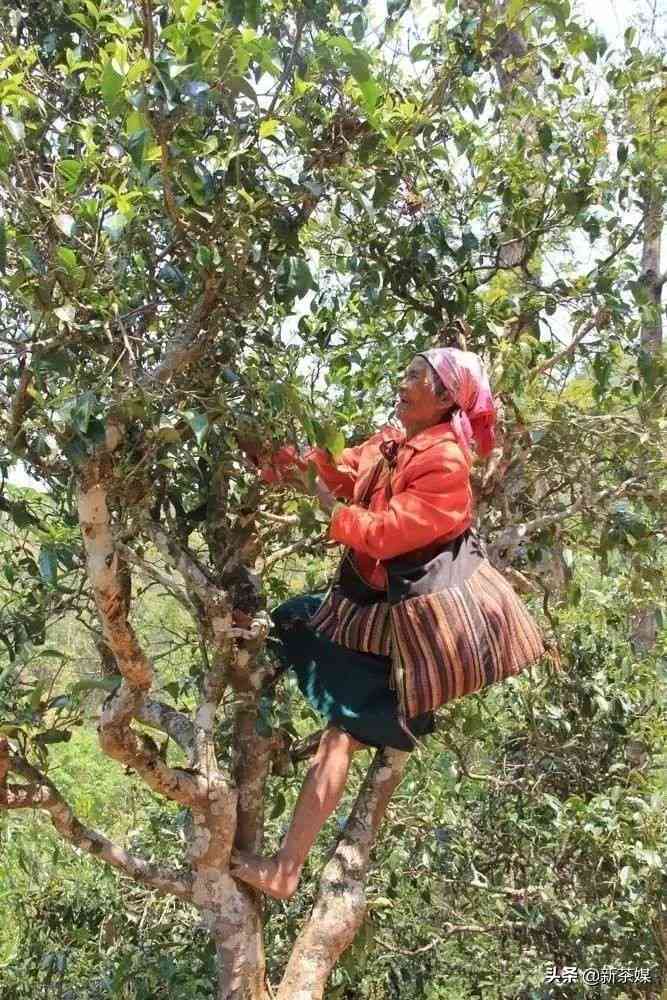 那卡竹筒茶价格实口感佳，值得一试！