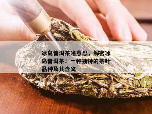 冰岛普洱茶：口感特点、品种分类与选购指南，一篇全面解答用户疑问的文章