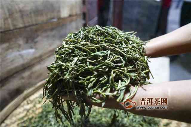 全面了解景迈普洱茶树种类：从品种到特点，一次搞定