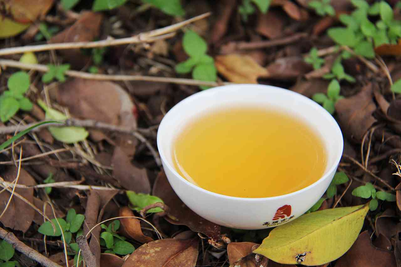 普洱茶春茶主要特征是什么？