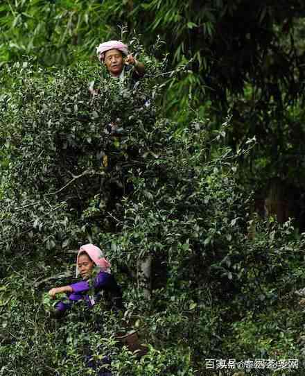 普洱茶是否带菌类成分