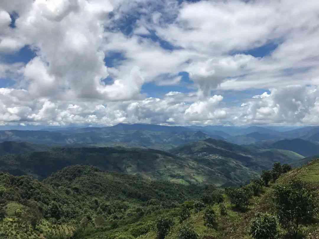 班章普洱茶：口感特点与老班章的深度解析