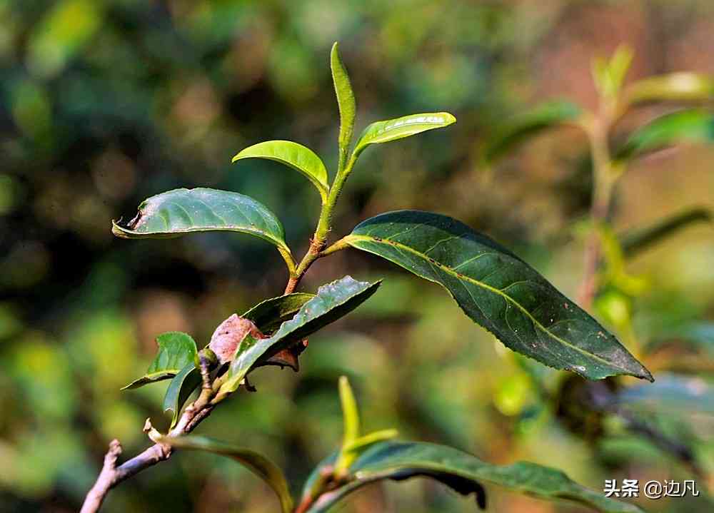 易武普洱茶麻黑茶价格大全：全面解析各类产品的市场行情及购买建议