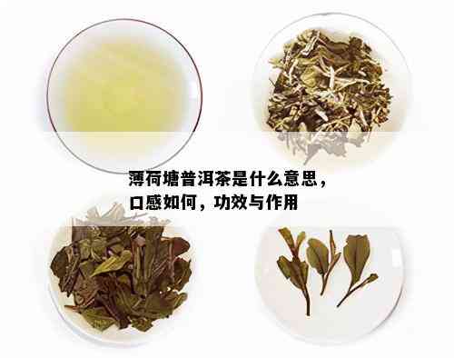 薄荷塘普洱茶的功效与作用：解渴生津，助消化，提神醒脑，不可错过