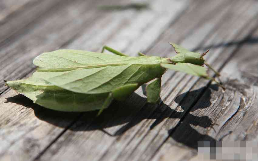 有纸虫的普洱茶