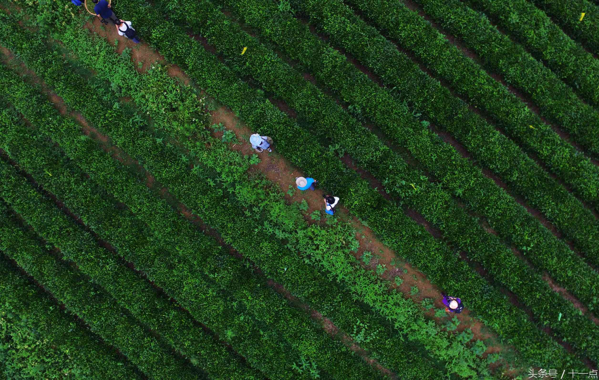 普洱有机茶：起源、含义、和茶园全解析