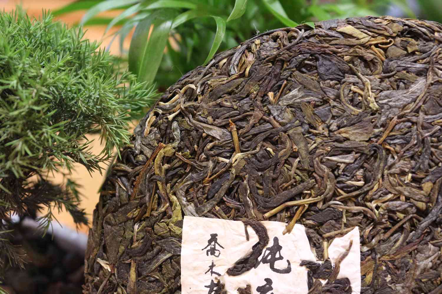 探寻勐普洱茶的起源、发展与文化：一篇全面了解普洱茶历的解答