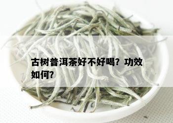 古树春茶小罐普洱：多少钱？有什么功效？难买吗？特点与功效是什么？