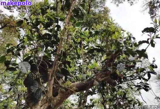 从种植到养护：全面指南教你如何成功种植普洱茶树