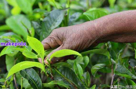 从种植到养护：全面指南教你如何成功种植普洱茶树