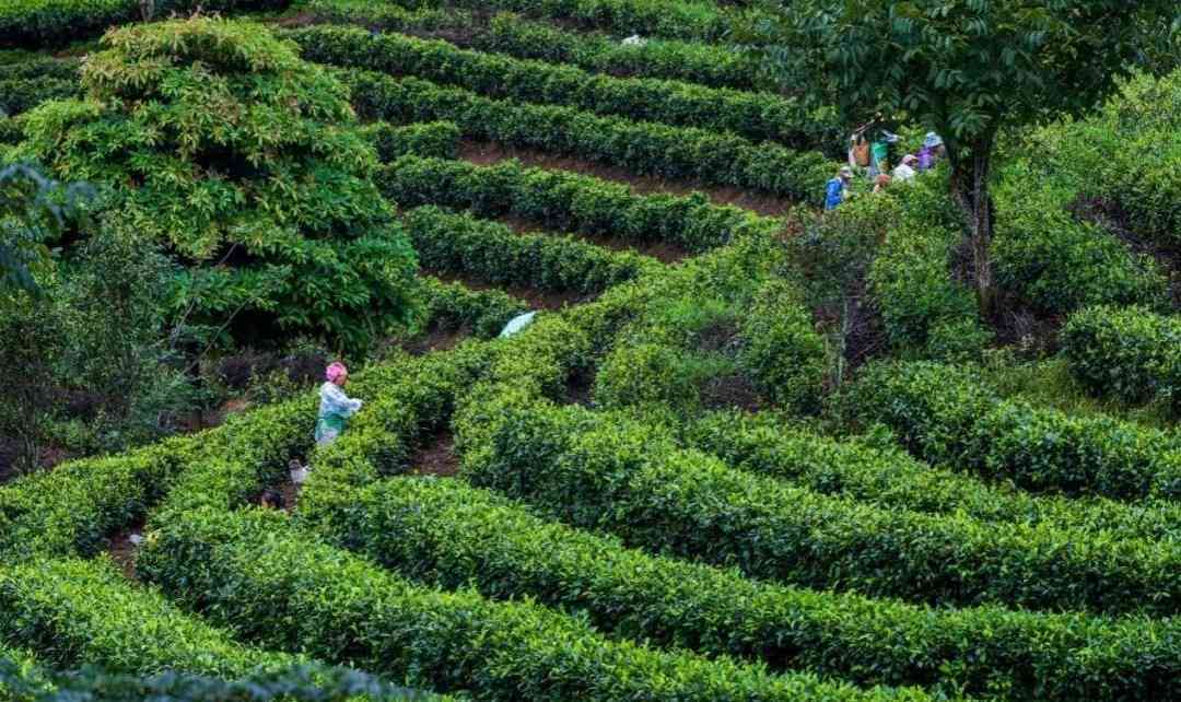 普洱茶雨林：探索世界自然遗产地的茶文化、生态保护与茶叶品质