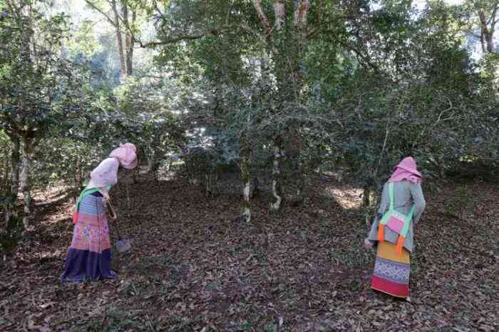 普洱茶雨林：探索世界自然遗产地的茶文化、生态保护与茶叶品质