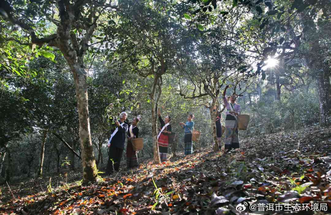 普洱茶雨林：探索世界自然遗产地的茶文化、生态保护与茶叶品质