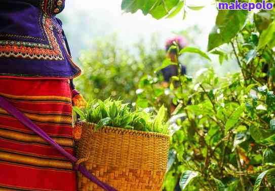 普洱茶雨林：探索世界自然遗产地的茶文化、生态保护与茶叶品质