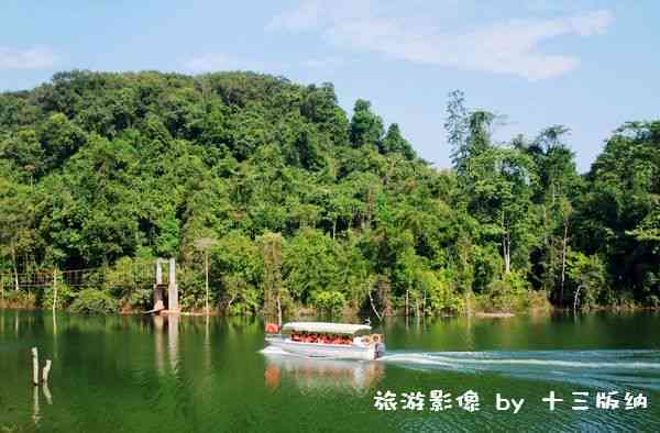 普洱茶雨林：探索世界自然遗产地的茶文化、生态保护与茶叶品质