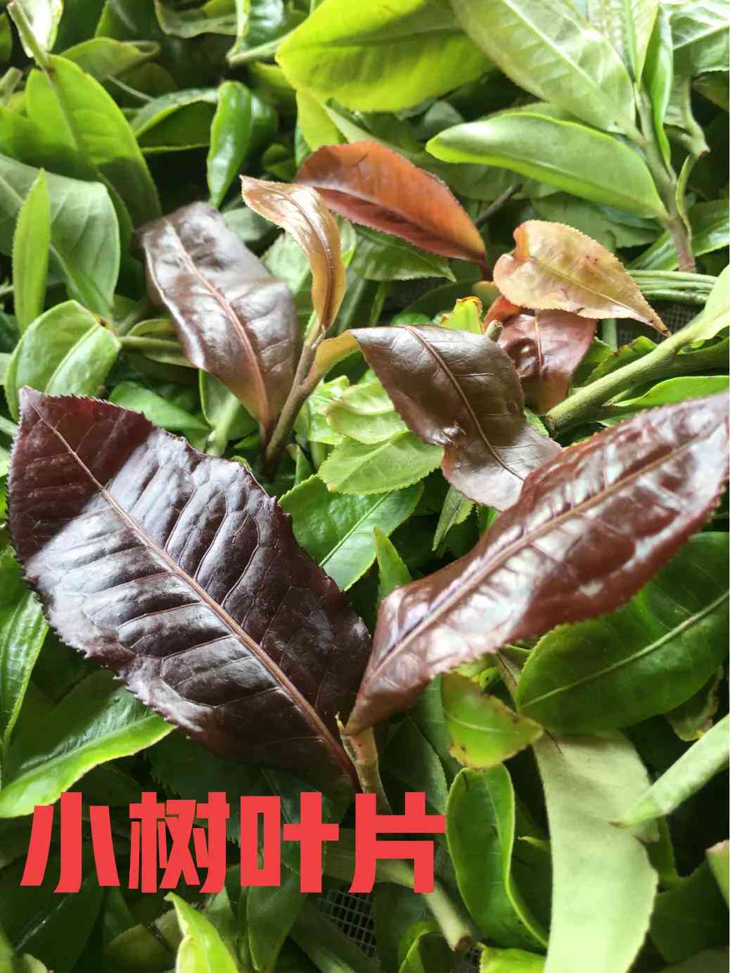 深入解析：普洱茶品鉴与冲泡的精准策略