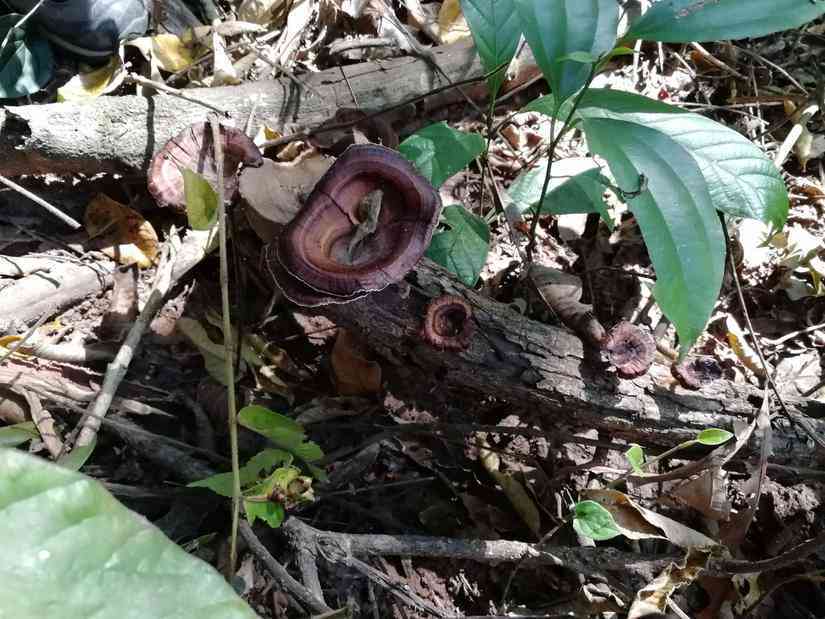 探秘版纳产区普洱茶的独特香气：口感与解析