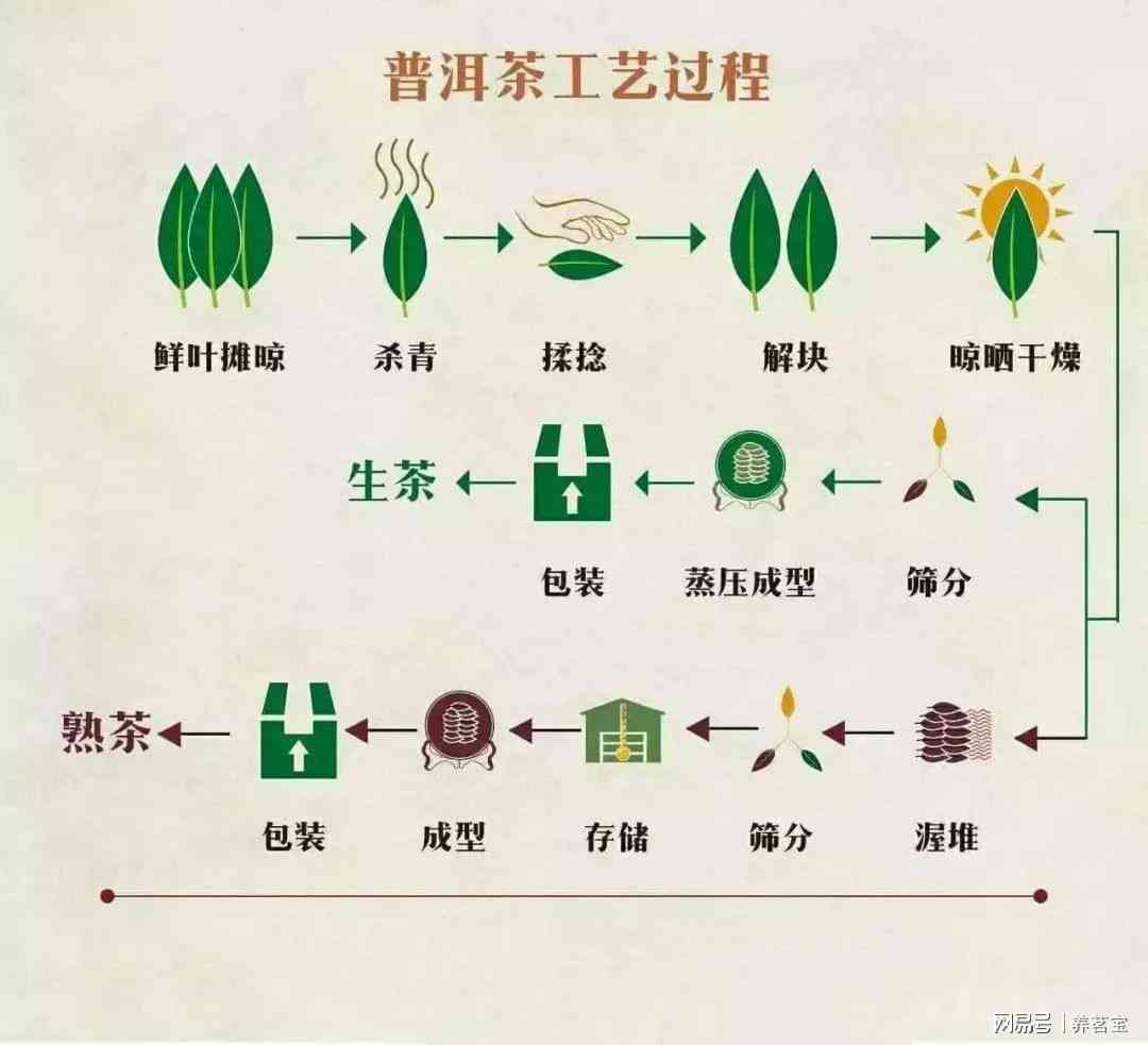 安徽普洱茶加工工艺全流程及主要步骤，茶叶加工厂与普洱茶品种解析