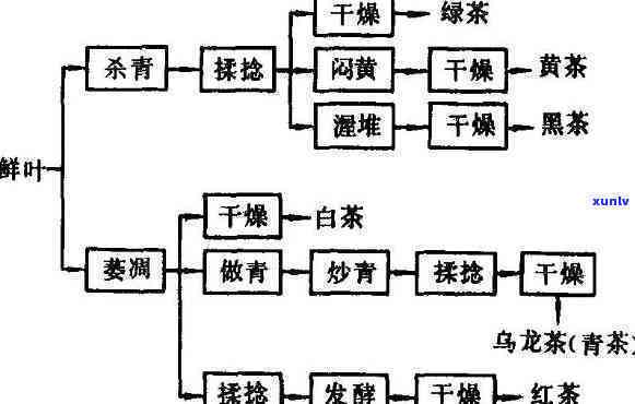 安徽普洱茶加工工艺全流程及主要步骤，茶叶加工厂与普洱茶品种解析