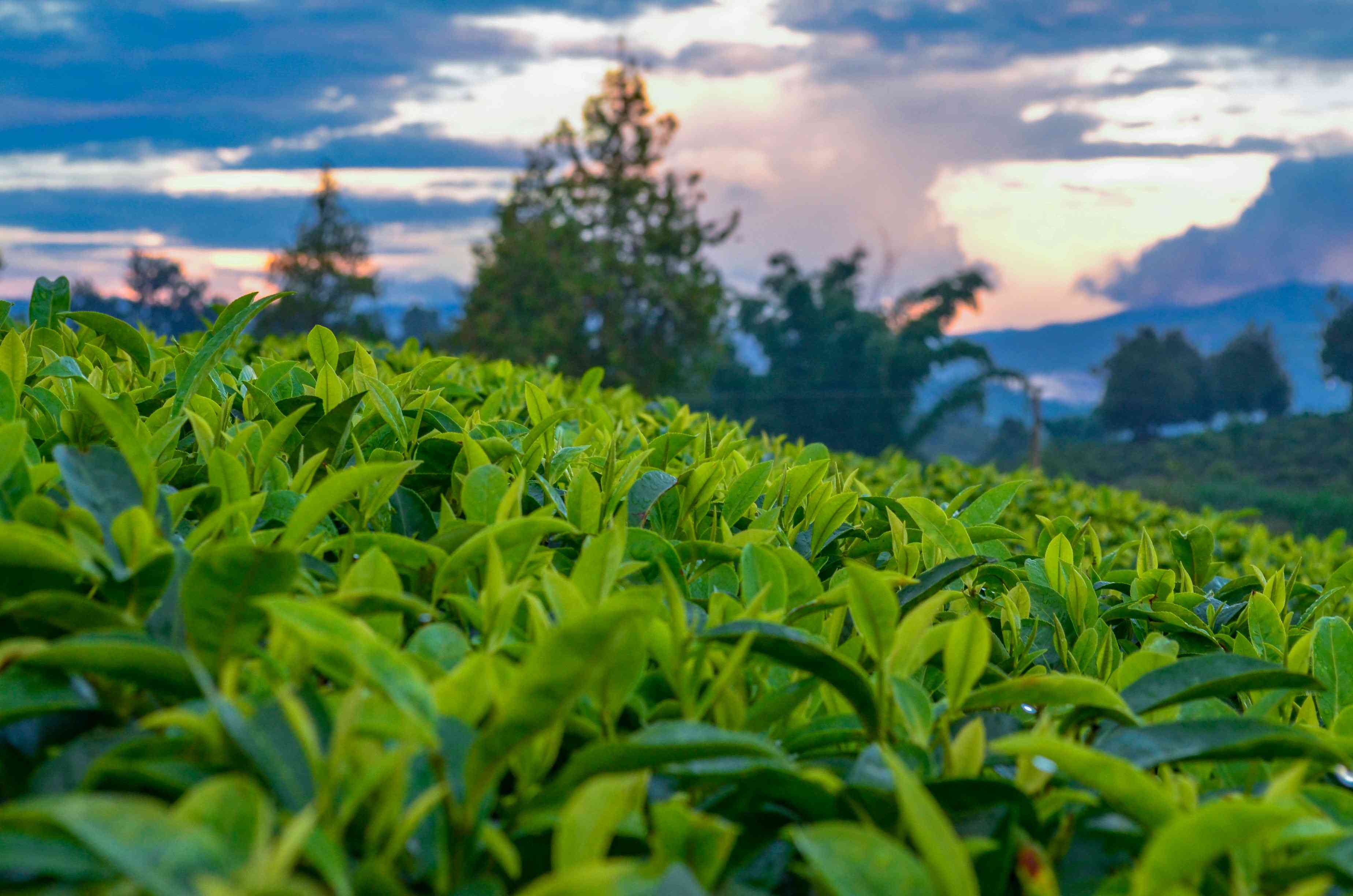 普洱茶里面掺茶渣好吗能喝吗？普洱茶的茶渣能吃吗？