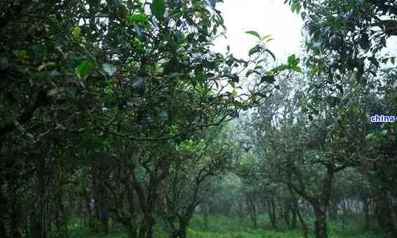 云南普洱茶：环境因素对品质的影响及产地探讨