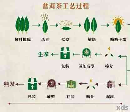 普洱生茶纯料与拼配：全面解析茶叶制作工艺及口感对比