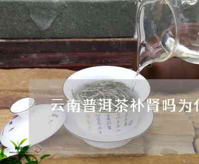 普洱茶补肾气还是肾气