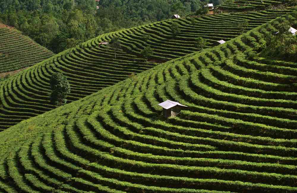 云南景迈普洱茶：熟茶古树、生茶特点与价格，世界文化遗产的传承价值