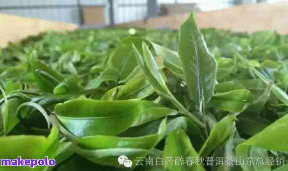 云南滇豫名茶：探寻普洱茶与勐海地区的独特风味