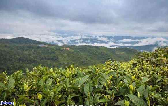 云南滇豫名茶：探寻普洱茶与勐海地区的独特风味