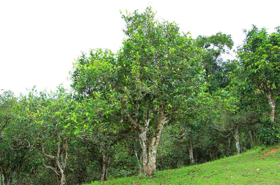 几棵树普洱茶饼好：品质与价格全解析，一棵树的魅力在哪里？