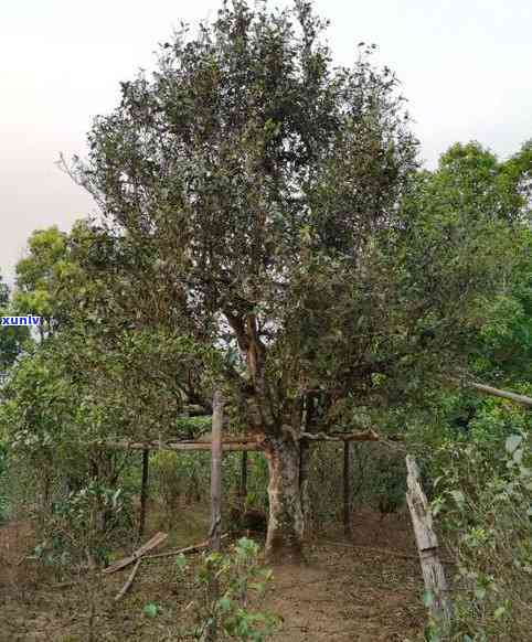 云南帕沙茶厂直供：精选古树普洱茶，特色批发价格优中