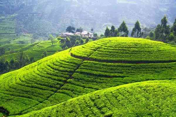 云南特色茶叶：复兴号普洱茶黄印，勐海原产地，云海茶园新风采