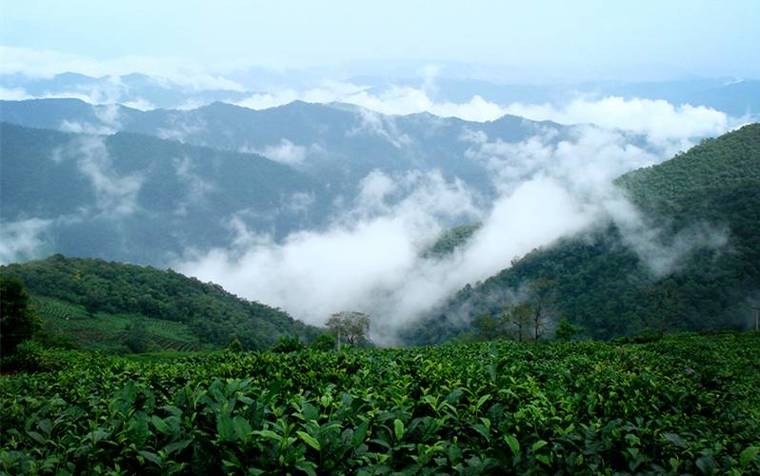 云南特色茶叶：复兴号普洱茶黄印，勐海原产地，云海茶园新风采