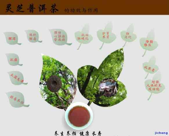 与普洱茶的完美结合：探索双重功效及其神奇作用