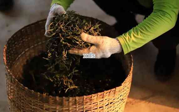 普洱茶芽苞十年：一不凋的传奇，探索保存与陈化的秘密