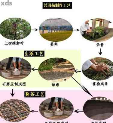 熟普洱茶的全原料解析：怎样制成这种独特茶叶？制作工艺详解