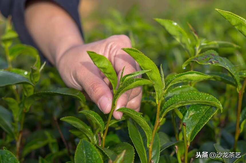 攀枝花茶叶：品种、产地、制作工艺、口感、营养价值与品鉴技巧全方位解析