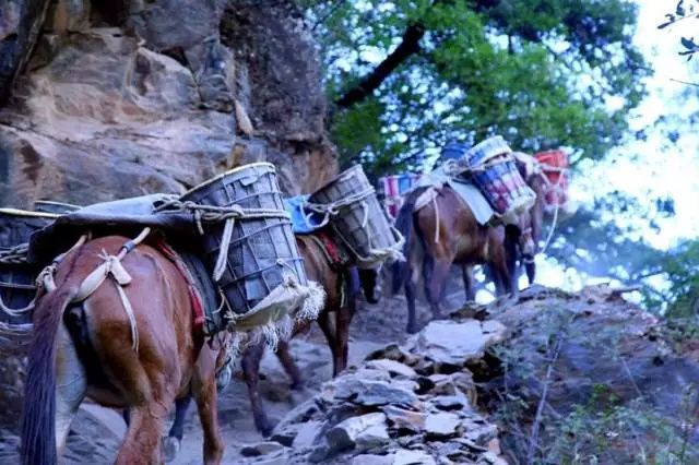 云牌：马帮传统与普洱茶文化的完美融合