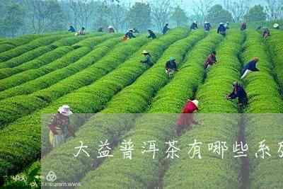 大益生普洱茶哪几款喝和最适用，以及的系列和生茶选择