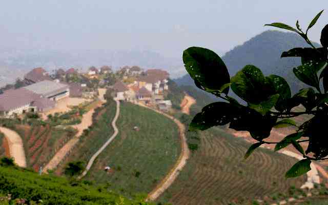 荒山普洱茶价格表，了解市场行情和特点