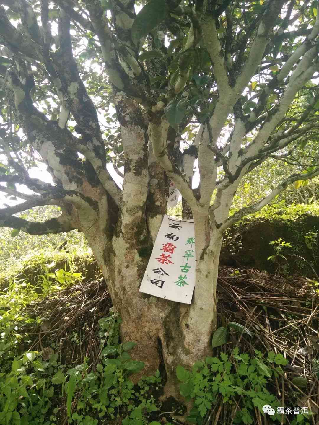 临沧茶园特色茶叶：古树荒田普洱茶的醇厚口感与品鉴之道