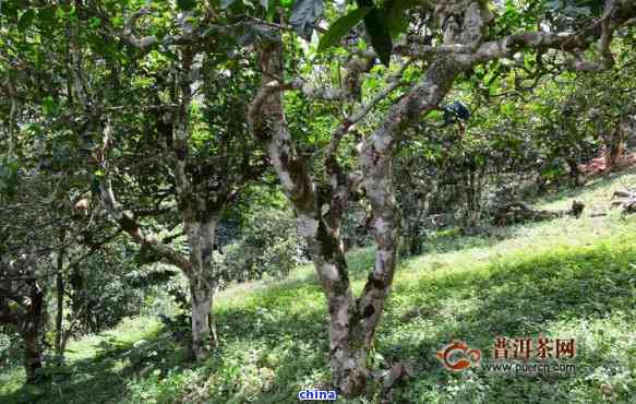 普洱茶忙肺古树茶价格：独特品质与市场行情分析