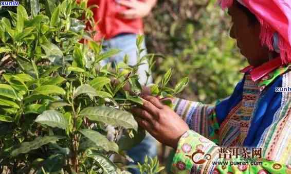 云南普洱茶产地老树茶最新批发价格表及货源信息