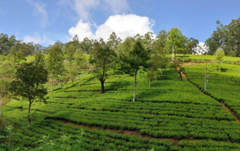 连普洱茶直播：云南连县特产的普洱茶树及制作过程
