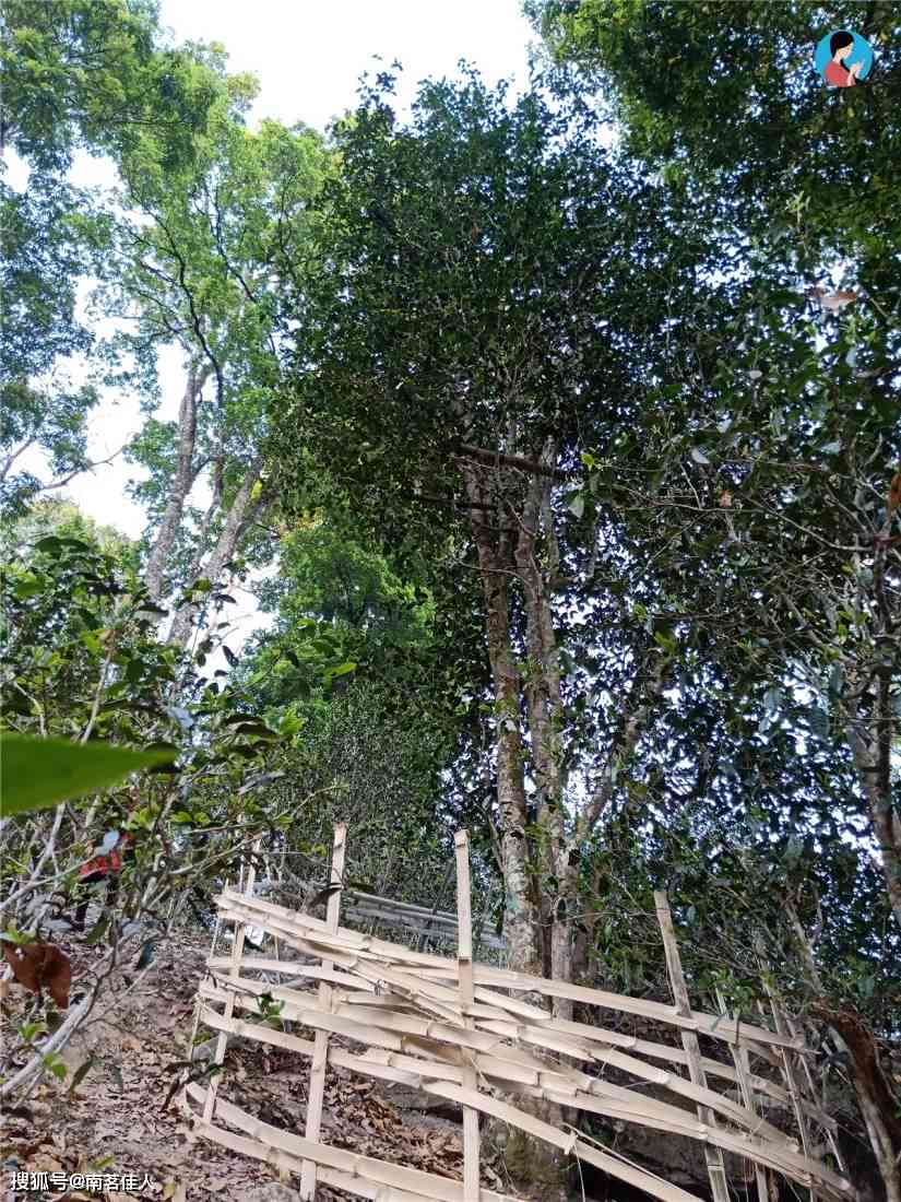 普洱茶高杆古树：品种特点、品质评价与采摘技巧全面解析