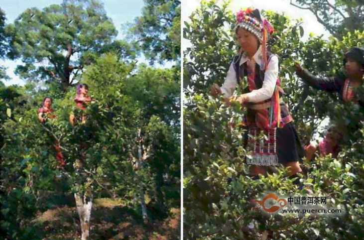 普洱茶的高杆特点：古树茶的品质与魅力